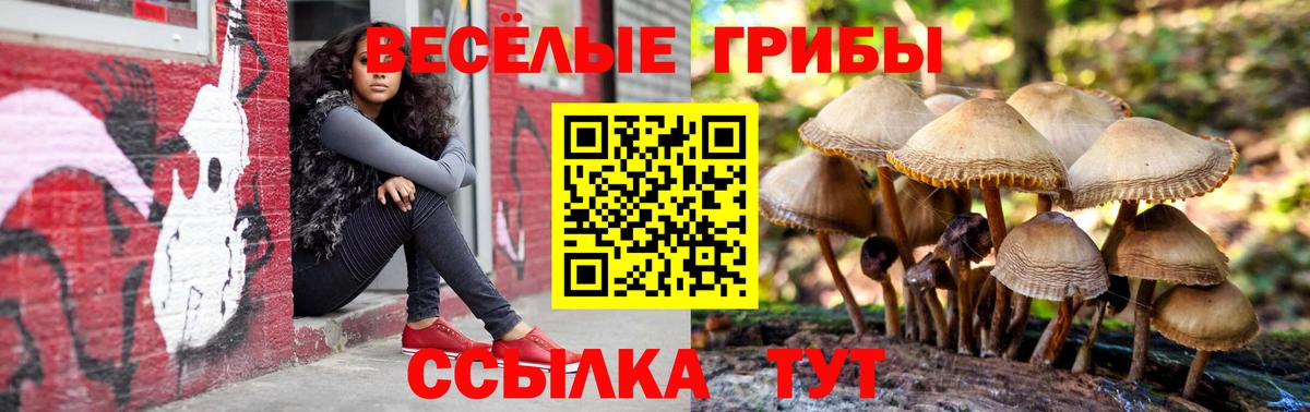 Нововоронеж  Псилоцибиновые грибы Psilocybe  Вход с VPN 